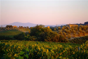 Territorio del Chianti: agriturismo fra vigne e uliveti in Toscana